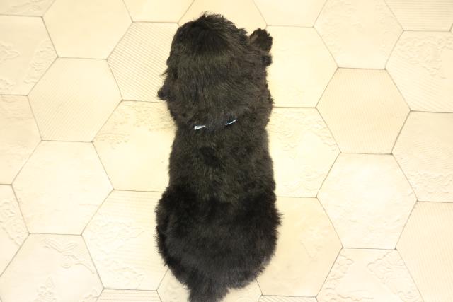 愛知県のスタンダードプードル (Coo&RIKU豊田店/2025年12月3日生まれ/男の子/ブラック)の子犬の4枚目の画像