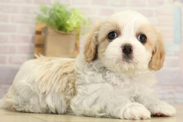 愛知県のハーフ犬・ミックス犬 (Coo&RIKU豊橋店/2025年12月3日生まれ/女の子/ブレンハイム)の子犬の2枚目の画像