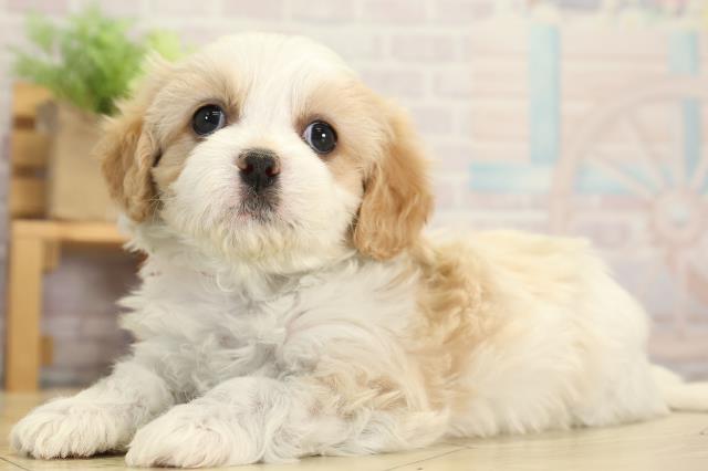 愛知県のハーフ犬・ミックス犬 (Coo&RIKU豊橋店/2025年12月3日生まれ/女の子/ブレンハイム)の子犬の3枚目の画像