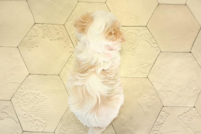 愛知県のハーフ犬・ミックス犬 (Coo&RIKU豊橋店/2025年12月3日生まれ/女の子/ブレンハイム)の子犬の4枚目の画像