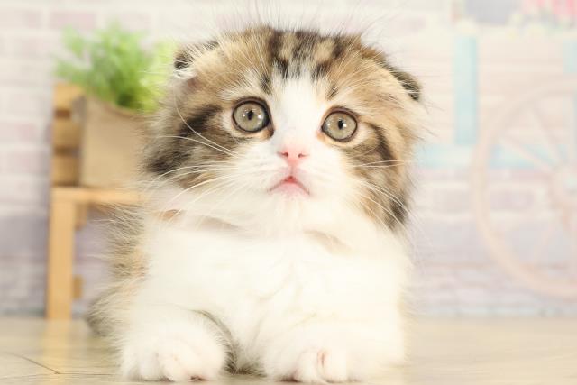 愛知県のスコティッシュフォールド (Coo&RIKU瀬港線守山店/2025年11月29日生まれ/女の子/トービーホワイト)の子猫