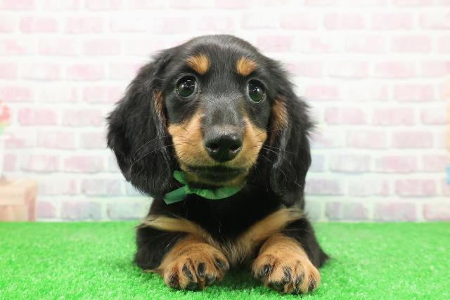 茨城県のミニチュアダックスフンド(ロング) (Coo&RIKU筑西店/2025年12月1日生まれ/男の子/ブラックタン)の子犬の1枚目の画像