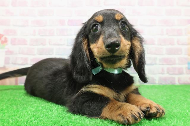 茨城県のミニチュアダックスフンド(ロング) (Coo&RIKU筑西店/2025年12月1日生まれ/男の子/ブラックタン)の子犬の3枚目の画像
