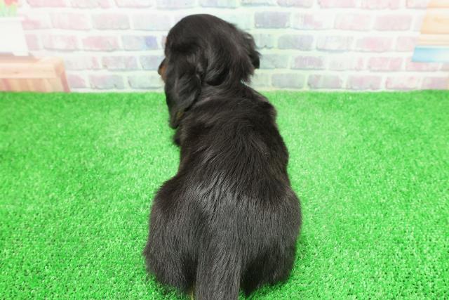 茨城県のミニチュアダックスフンド(ロング) (Coo&RIKU筑西店/2025年12月1日生まれ/男の子/ブラックタン)の子犬の4枚目の画像