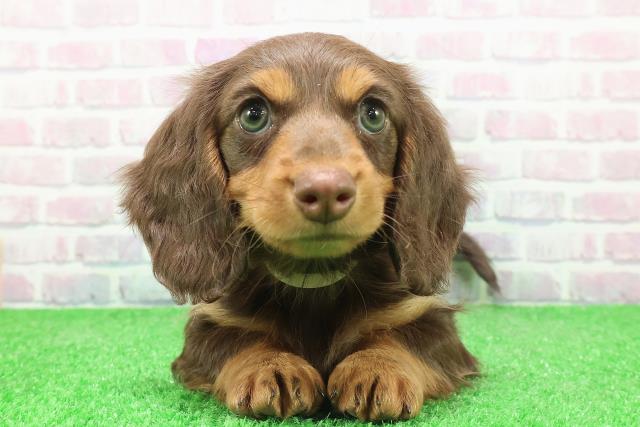 東京都のミニチュアダックスフンド(ロング) (Coo&RIKU福生店/2025年12月1日生まれ/女の子/チョコレートタン)の子犬の1枚目の画像