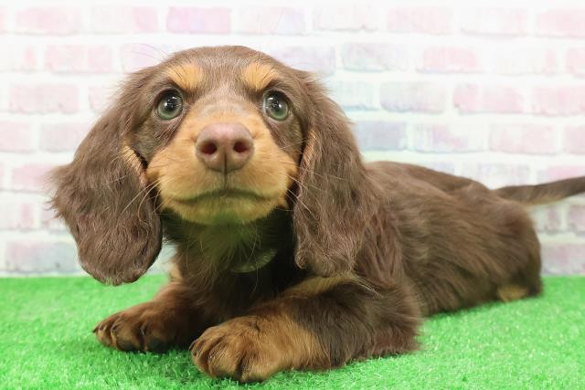 東京都のミニチュアダックスフンド(ロング) (Coo&RIKU福生店/2025年12月1日生まれ/女の子/チョコレートタン)の子犬の2枚目の画像