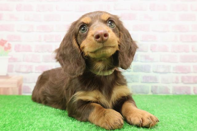 東京都のミニチュアダックスフンド(ロング) (Coo&RIKU福生店/2025年12月1日生まれ/女の子/チョコレートタン)の子犬の3枚目の画像