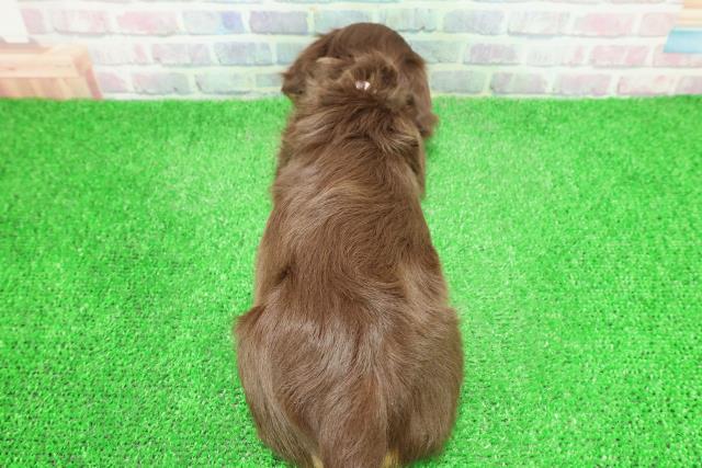 東京都のミニチュアダックスフンド(ロング) (Coo&RIKU福生店/2025年12月1日生まれ/女の子/チョコレートタン)の子犬の4枚目の画像