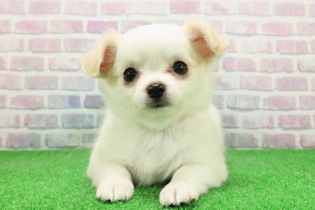 栃木県のチワワ(ロング) (Coo&RIKUFKDインターパーク店/2025年12月2日生まれ/女の子/ホワイトクリーム)の子犬の1枚目の画像