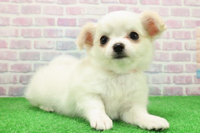 栃木県のチワワ(ロング) (Coo&RIKUFKDインターパーク店/2025年12月2日生まれ/女の子/ホワイトクリーム)の子犬の3枚目の画像