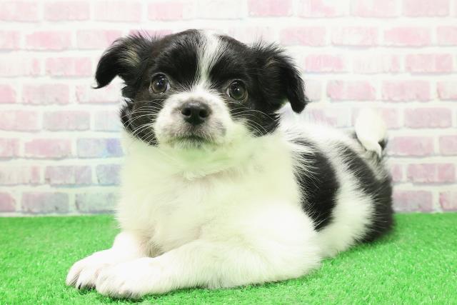 栃木県のチワワ(ロング) (Coo&RIKU宇都宮店/2025年12月2日生まれ/女の子/ホワイトブラック)の子犬の2枚目の画像