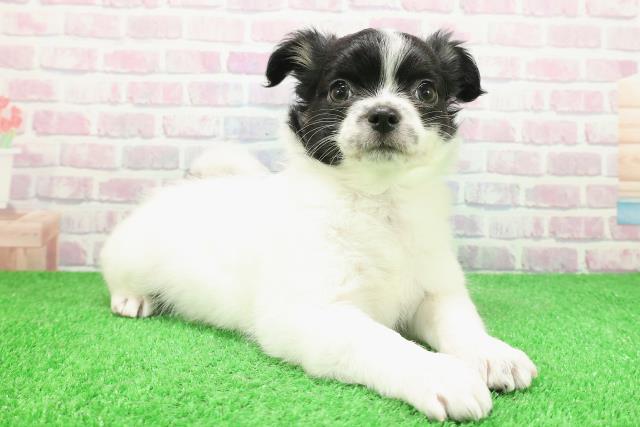 栃木県のチワワ(ロング) (Coo&RIKU宇都宮店/2025年12月2日生まれ/女の子/ホワイトブラック)の子犬の3枚目の画像