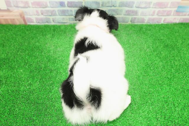 栃木県のチワワ(ロング) (Coo&RIKU宇都宮店/2025年12月2日生まれ/女の子/ホワイトブラック)の子犬の4枚目の画像