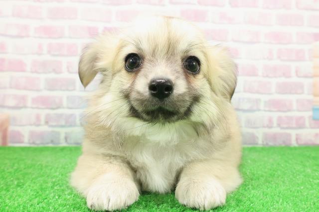 神奈川県のチワワ(ロング) (Coo&RIKU横浜港南台店/2025年12月3日生まれ/男の子/フォーン)の子犬の1枚目の画像