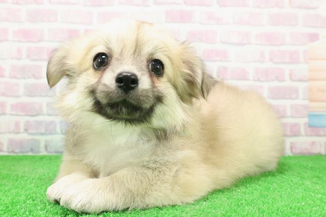 神奈川県のチワワ(ロング) (Coo&RIKU横浜港南台店/2025年12月3日生まれ/男の子/フォーン)の子犬の2枚目の画像