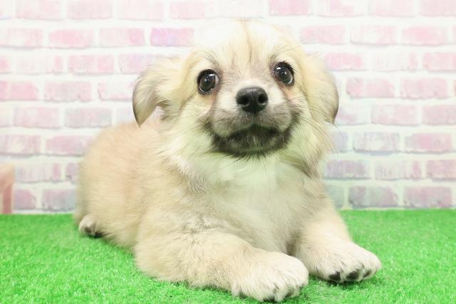 神奈川県のチワワ(ロング) (Coo&RIKU横浜港南台店/2025年12月3日生まれ/男の子/フォーン)の子犬の3枚目の画像