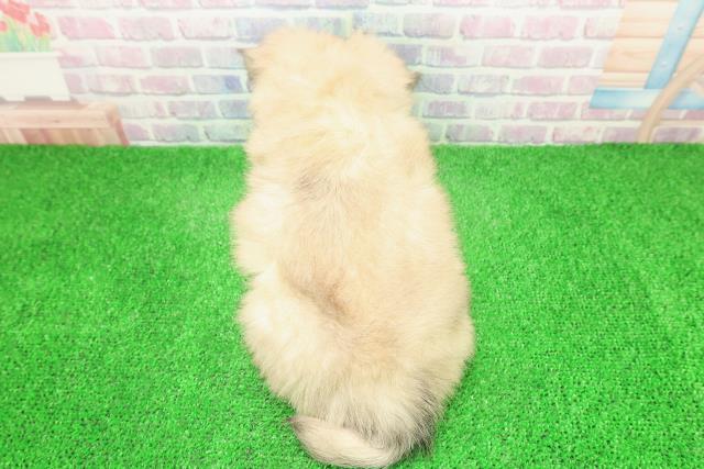 神奈川県のチワワ(ロング) (Coo&RIKU横浜港南台店/2025年12月3日生まれ/男の子/フォーン)の子犬の4枚目の画像