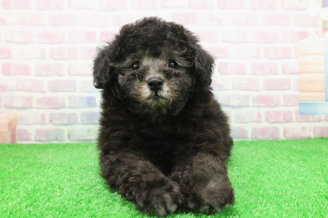 栃木県のトイプードル(トイ) (Coo&RIKUFKDインターパーク店/2025年12月3日生まれ/男の子/シルバー)の子犬の1枚目の画像