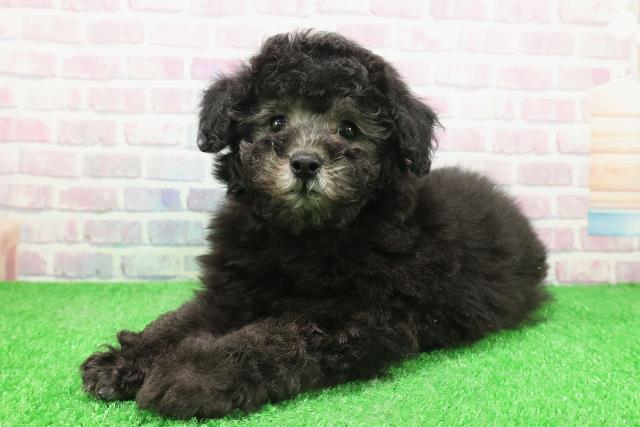 栃木県のトイプードル(トイ) (Coo&RIKUFKDインターパーク店/2025年12月3日生まれ/男の子/シルバー)の子犬の2枚目の画像