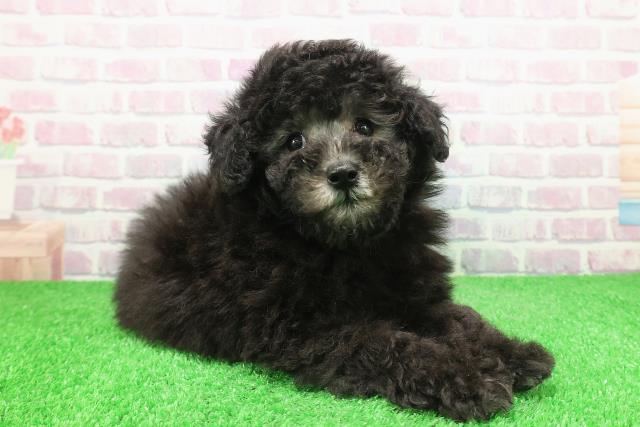 栃木県のトイプードル(トイ) (Coo&RIKUFKDインターパーク店/2025年12月3日生まれ/男の子/シルバー)の子犬の3枚目の画像