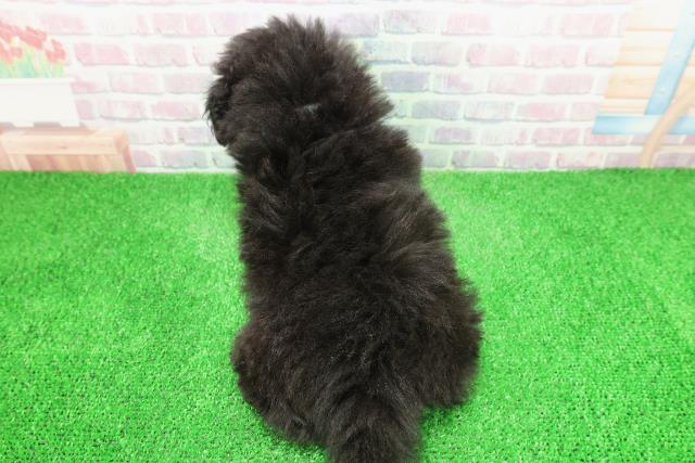 栃木県のトイプードル(トイ) (Coo&RIKUFKDインターパーク店/2025年12月3日生まれ/男の子/シルバー)の子犬の4枚目の画像