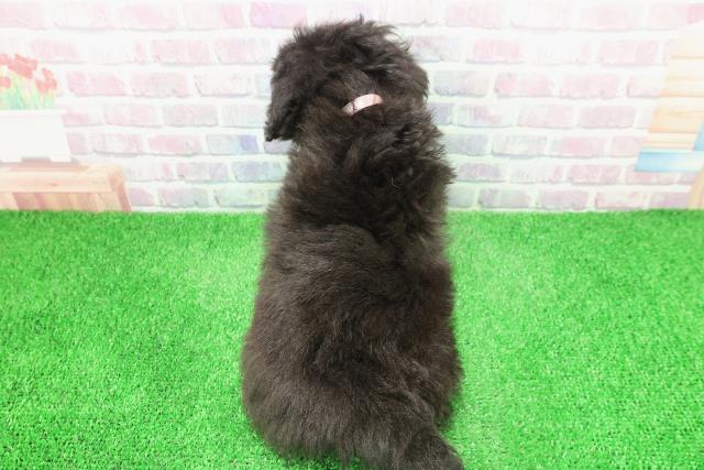 栃木県のトイプードル(トイ) (Coo&RIKU小山店/2025年12月3日生まれ/女の子/シルバー)の子犬の4枚目の画像