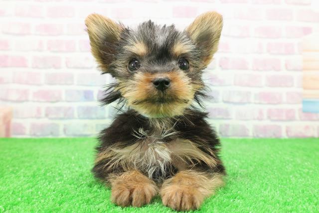 神奈川県のヨークシャーテリア (Coo&RIKU横須賀店/2025年11月14日生まれ/男の子/スチールブルータン)の子犬の1枚目の画像