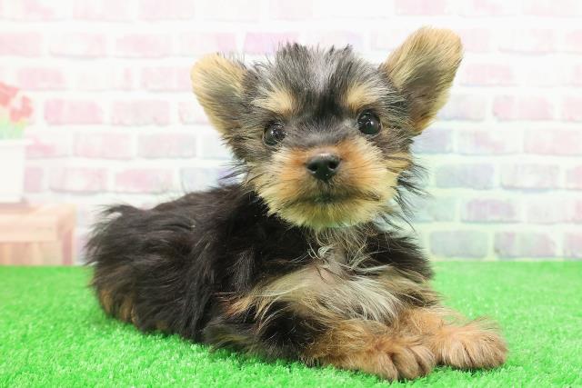 神奈川県のヨークシャーテリア (Coo&RIKU横須賀店/2025年11月14日生まれ/男の子/スチールブルータン)の子犬の3枚目の画像