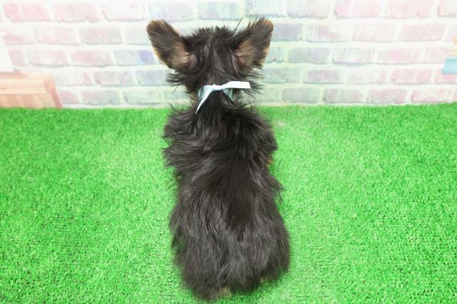 神奈川県のヨークシャーテリア (Coo&RIKU横須賀店/2025年11月14日生まれ/男の子/スチールブルータン)の子犬の4枚目の画像