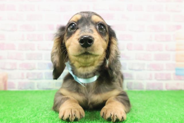 神奈川県のミニチュアダックスフンド(ロング) (Coo&RIKU横浜港南台店/2025年11月24日生まれ/男の子/シルバーダップル)の子犬の1枚目の画像