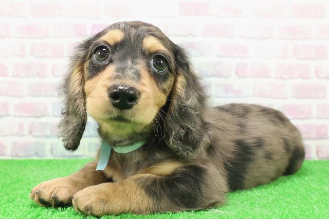 神奈川県のミニチュアダックスフンド(ロング) (Coo&RIKU横浜港南台店/2025年11月24日生まれ/男の子/シルバーダップル)の子犬の2枚目の画像