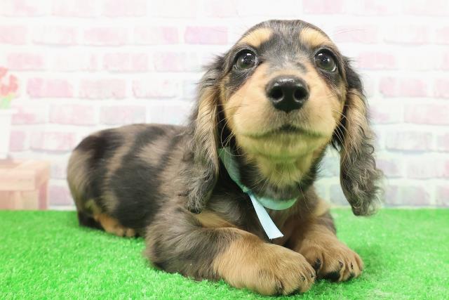 神奈川県のミニチュアダックスフンド(ロング) (Coo&RIKU横浜港南台店/2025年11月24日生まれ/男の子/シルバーダップル)の子犬の3枚目の画像