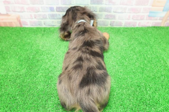 神奈川県のミニチュアダックスフンド(ロング) (Coo&RIKU横浜港南台店/2025年11月24日生まれ/男の子/シルバーダップル)の子犬の4枚目の画像