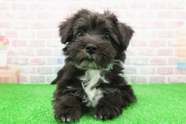 栃木県のシュナマル/マルシュナ(シュナウザー×マルチーズ) (Coo&RIKU宇都宮店/2025年11月26日生まれ/男の子/ブラックシルバー)の子犬の1枚目の画像