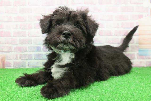 栃木県のシュナマル/マルシュナ(シュナウザー×マルチーズ) (Coo&RIKU宇都宮店/2025年11月26日生まれ/男の子/ブラックシルバー)の子犬の2枚目の画像