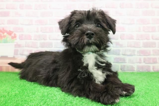 栃木県のシュナマル/マルシュナ(シュナウザー×マルチーズ) (Coo&RIKU宇都宮店/2025年11月26日生まれ/男の子/ブラックシルバー)の子犬の3枚目の画像