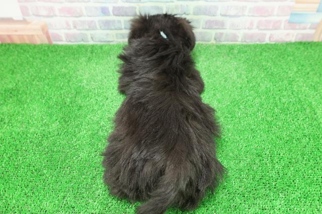 栃木県のシュナマル/マルシュナ(シュナウザー×マルチーズ) (Coo&RIKU宇都宮店/2025年11月26日生まれ/男の子/ブラックシルバー)の子犬の4枚目の画像