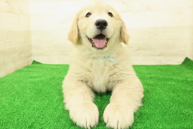 神奈川県のゴールデンレトリバー (Coo&RIKU横浜港南台店/2025年12月1日生まれ/男の子/ゴールデン)の子犬の1枚目の画像