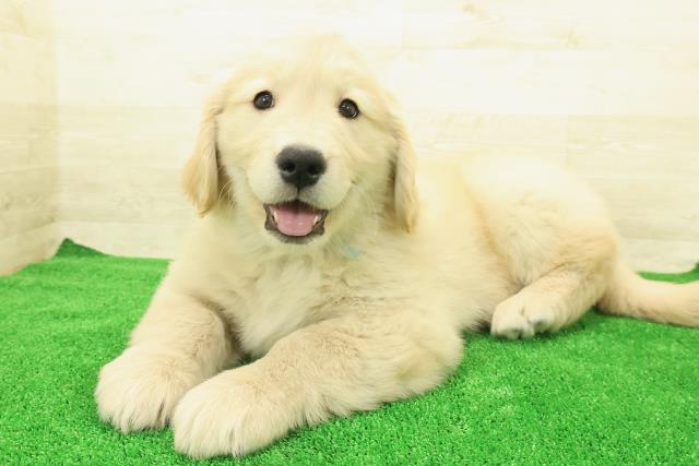 神奈川県のゴールデンレトリバー (Coo&RIKU横浜港南台店/2025年12月1日生まれ/男の子/ゴールデン)の子犬の2枚目の画像