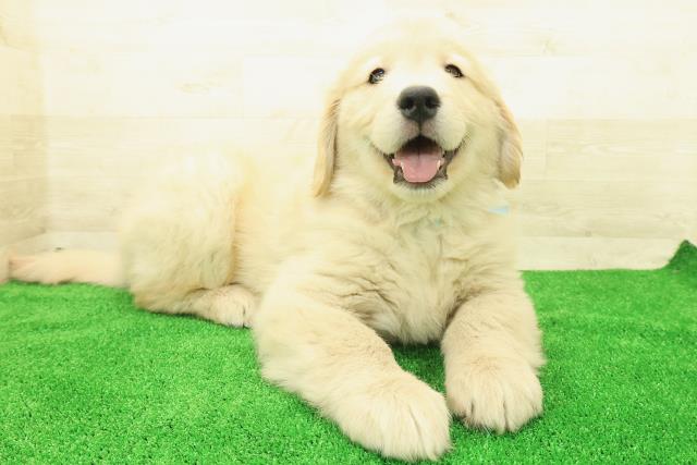 神奈川県のゴールデンレトリバー (Coo&RIKU横浜港南台店/2025年12月1日生まれ/男の子/ゴールデン)の子犬の3枚目の画像