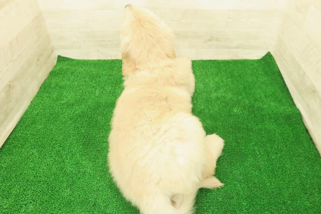 神奈川県のゴールデンレトリバー (Coo&RIKU横浜港南台店/2025年12月1日生まれ/男の子/ゴールデン)の子犬の4枚目の画像