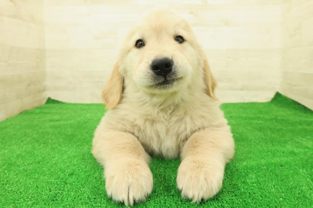 東京都のゴールデンレトリバー (Coo&RIKU立川店/2025年12月1日生まれ/男の子/ゴールデン)の子犬の1枚目の画像
