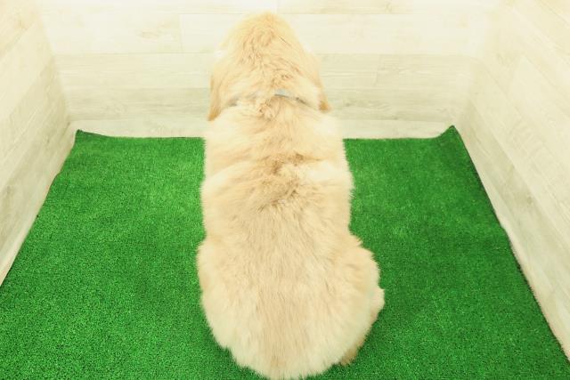 東京都のゴールデンレトリバー (Coo&RIKU立川店/2025年12月1日生まれ/男の子/ゴールデン)の子犬の4枚目の画像