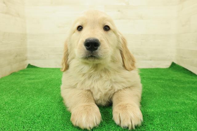 栃木県のゴールデンレトリバー (Coo&RIKUFKDインターパーク店/2025年12月1日生まれ/男の子/ゴールデン)の子犬の1枚目の画像
