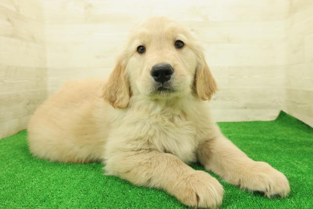 栃木県のゴールデンレトリバー (Coo&RIKUFKDインターパーク店/2025年12月1日生まれ/男の子/ゴールデン)の子犬の3枚目の画像