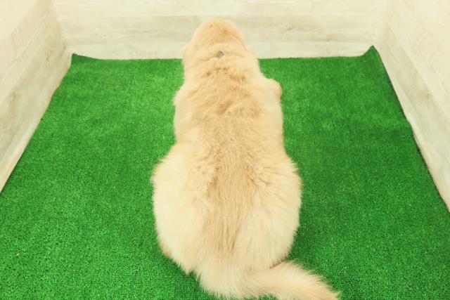 栃木県のゴールデンレトリバー (Coo&RIKUFKDインターパーク店/2025年12月1日生まれ/男の子/ゴールデン)の子犬の4枚目の画像