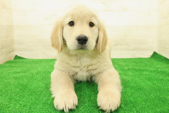 茨城県のゴールデンレトリバー (Coo&RIKU石岡店/2025年12月1日生まれ/女の子/ゴールデン)の子犬の1枚目の画像