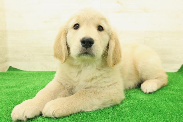 茨城県のゴールデンレトリバー (Coo&RIKU石岡店/2025年12月1日生まれ/女の子/ゴールデン)の子犬の2枚目の画像