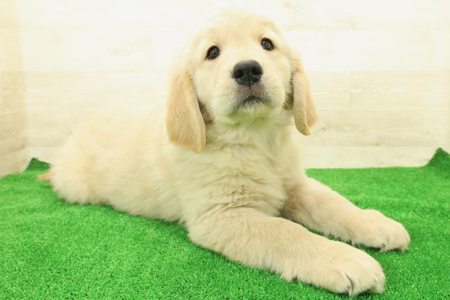 茨城県のゴールデンレトリバー (Coo&RIKU石岡店/2025年12月1日生まれ/女の子/ゴールデン)の子犬の3枚目の画像