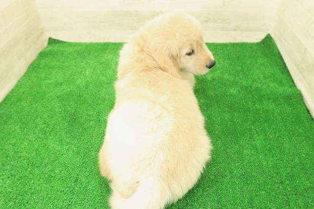 茨城県のゴールデンレトリバー (Coo&RIKU石岡店/2025年12月1日生まれ/女の子/ゴールデン)の子犬の4枚目の画像